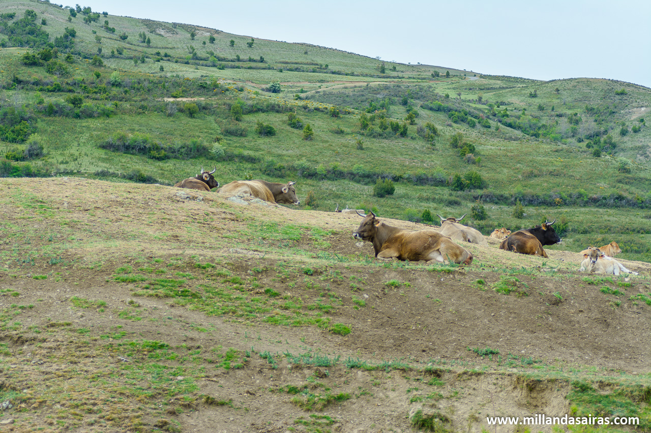 Vacas en las laderas del cañon del Leza
