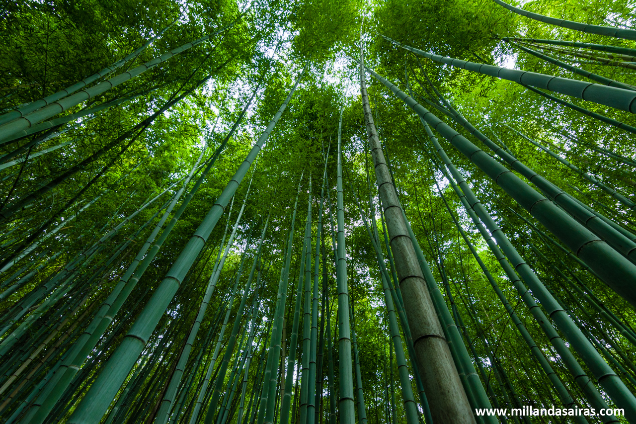 Bosque de bambú en Arashiyama, Kyoto